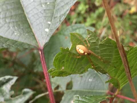 صورة Metellina ornata (Chikuni 1955)