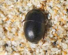 Image of Globose Dune Beetle