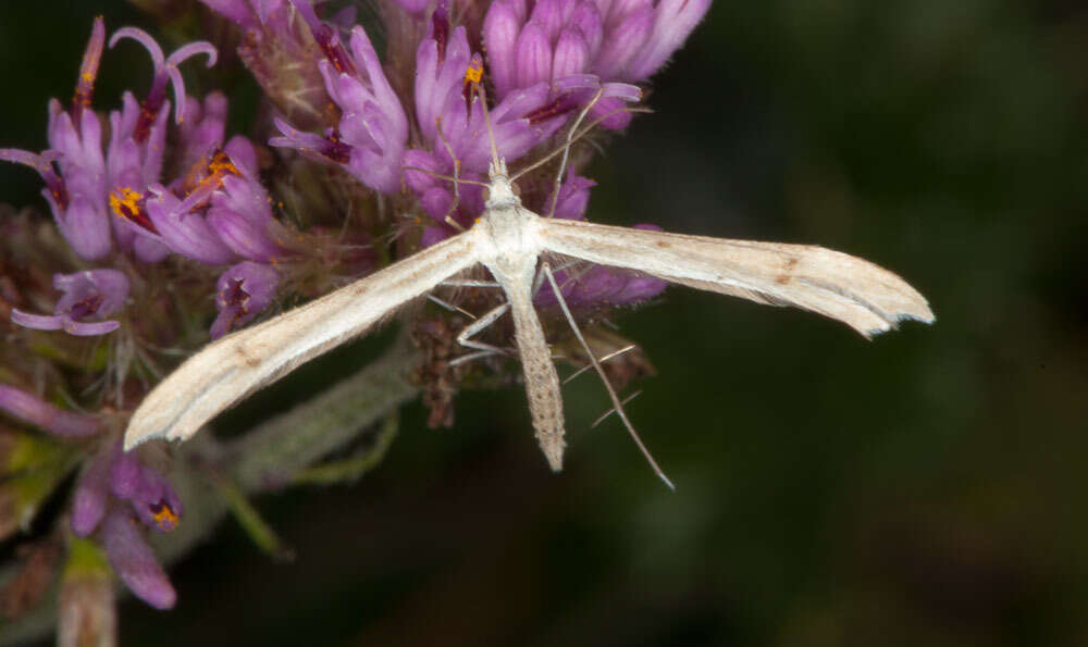 Image de Stenoptilia pterodactyla (Linnaeus 1761)