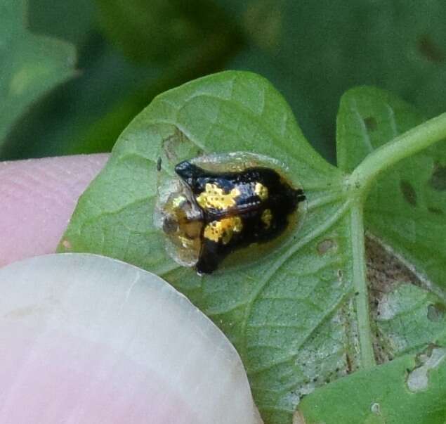 Image of Mottled Tortoise Beetle