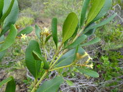 Image of Alstonia deplanchei Heurck & Müll. Arg.