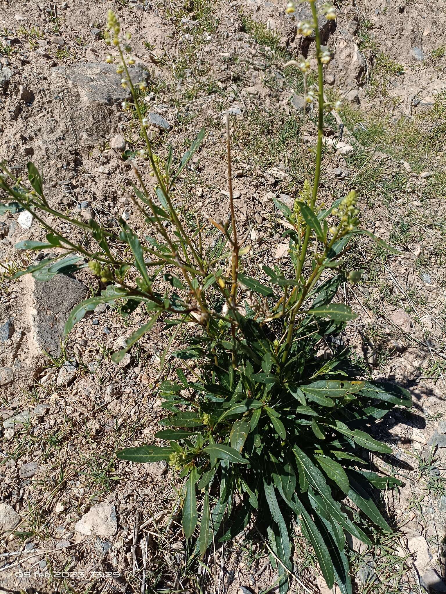 Image of Reseda lanceolata subsp. lanceolata