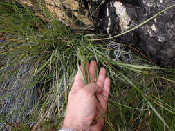 Image of Bobartia paniculata G. J. Lewis