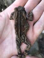 صورة Rhinella ornata (Spix 1824)