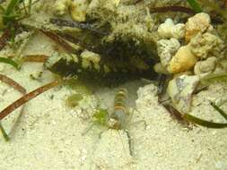 Image of Prawn-goby prawngoby shrimp-goby