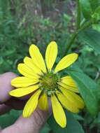 Image of starry rosinweed