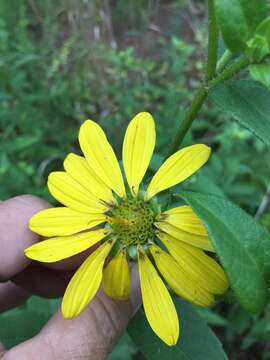 Silphium asteriscus L. resmi