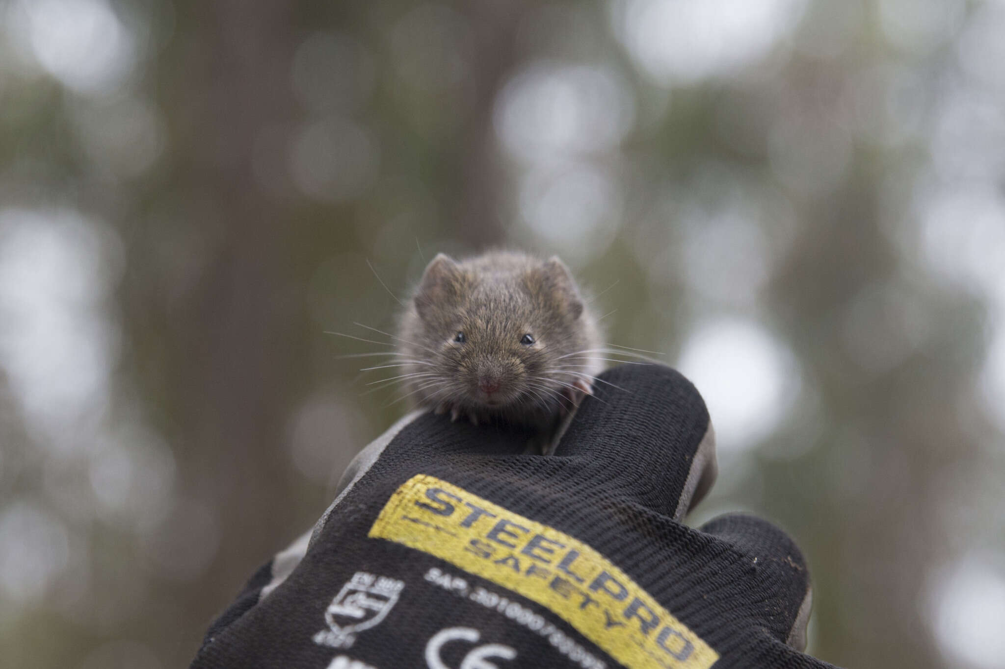 Image of Olive Grass Mouse