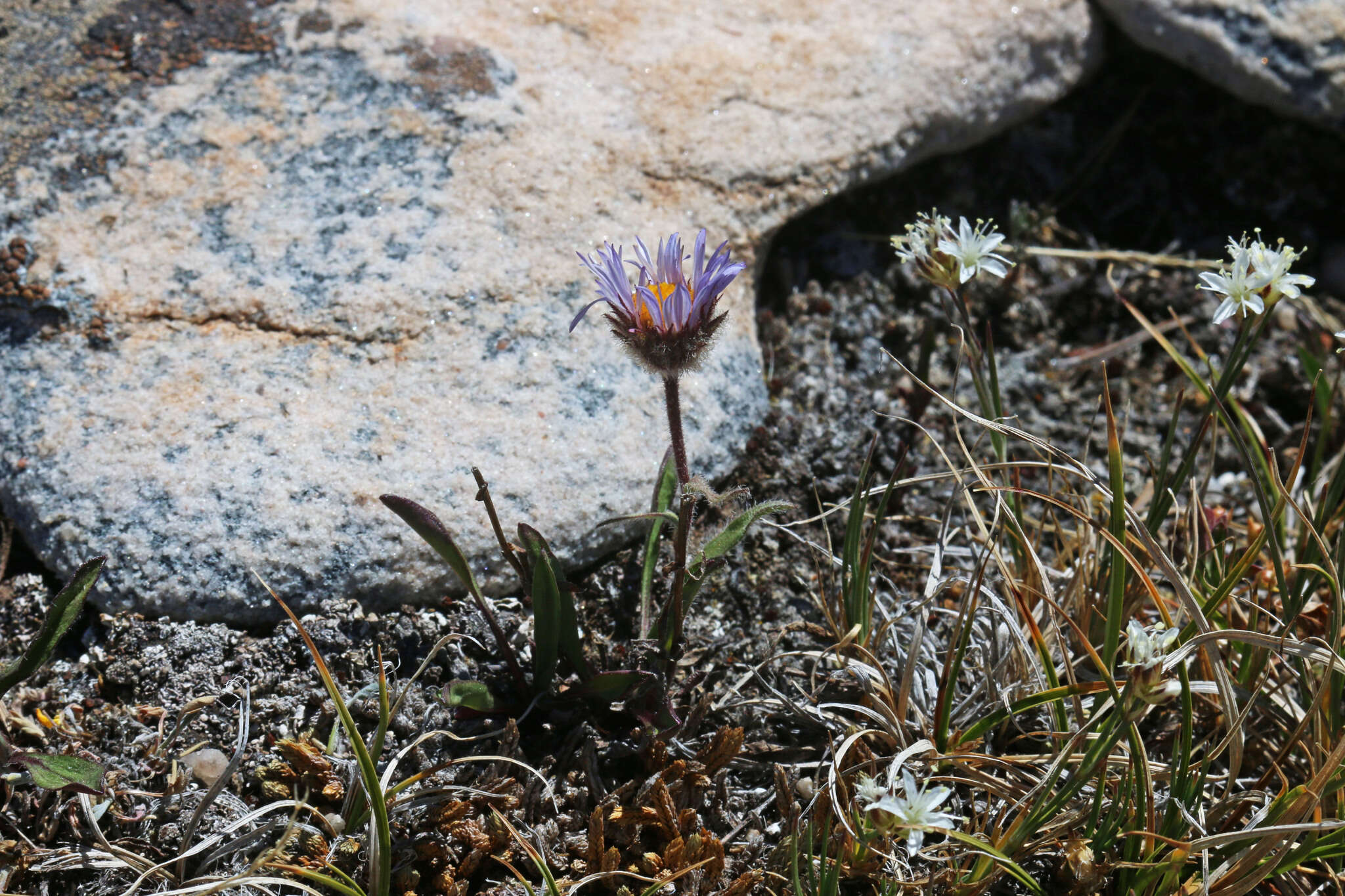 Image of largeflower fleabane