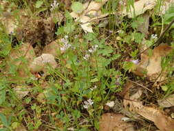 Plancia ëd Valeriana ciliosa (Greene) Byng & Christenh.