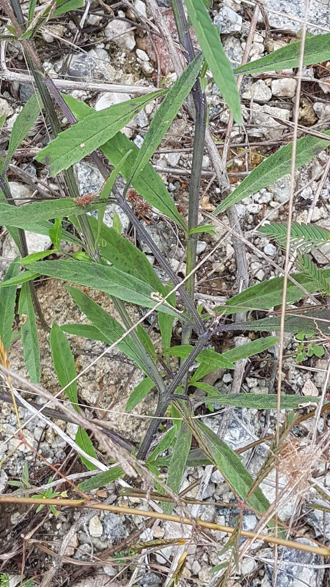 Image of Stachytarpheta indica (L.) Vahl