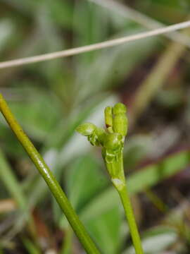 Image of Microtis oligantha L. B. Moore