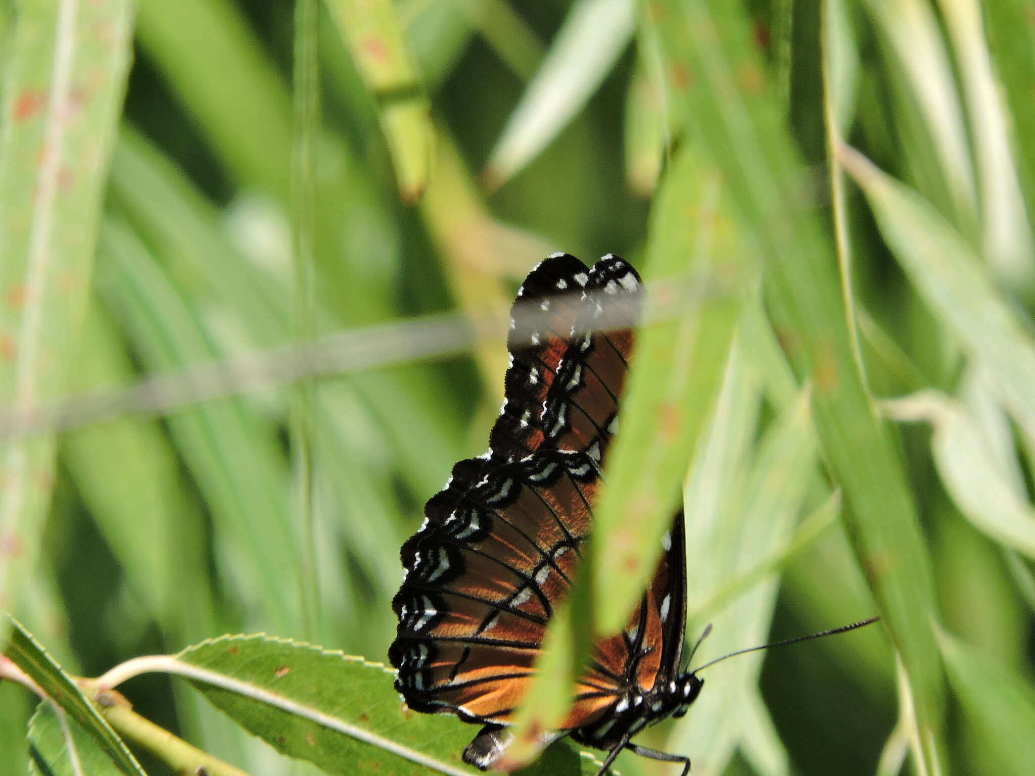 Imagem de Limenitis archippus obsoleta Edwards