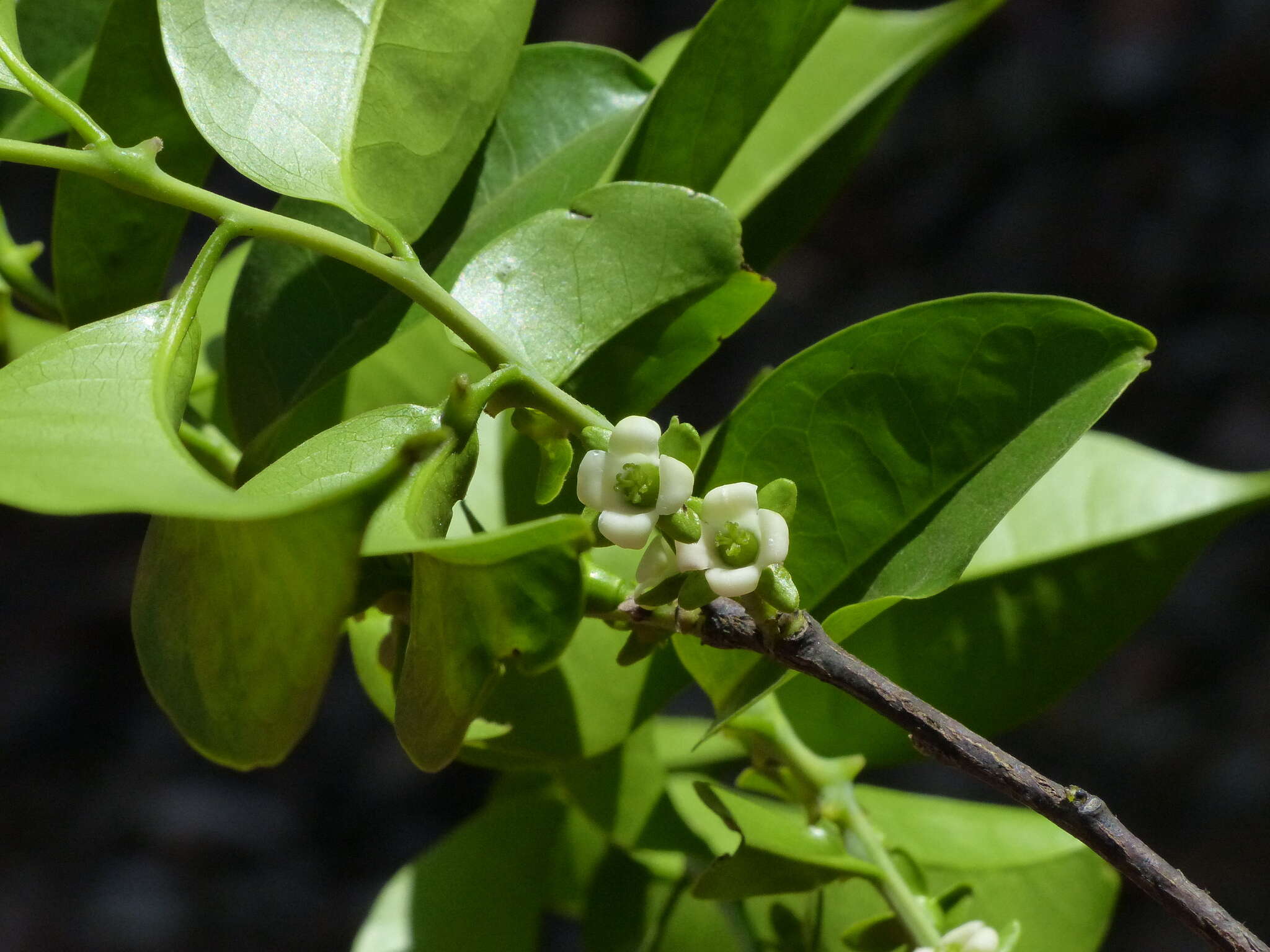 Sivun Diospyros sylvatica Roxb. kuva