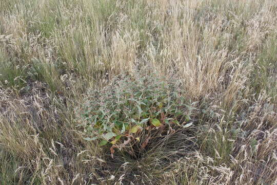 Image of Phlomis herba-venti subsp. pungens (Willd.) Maire ex De Filipps