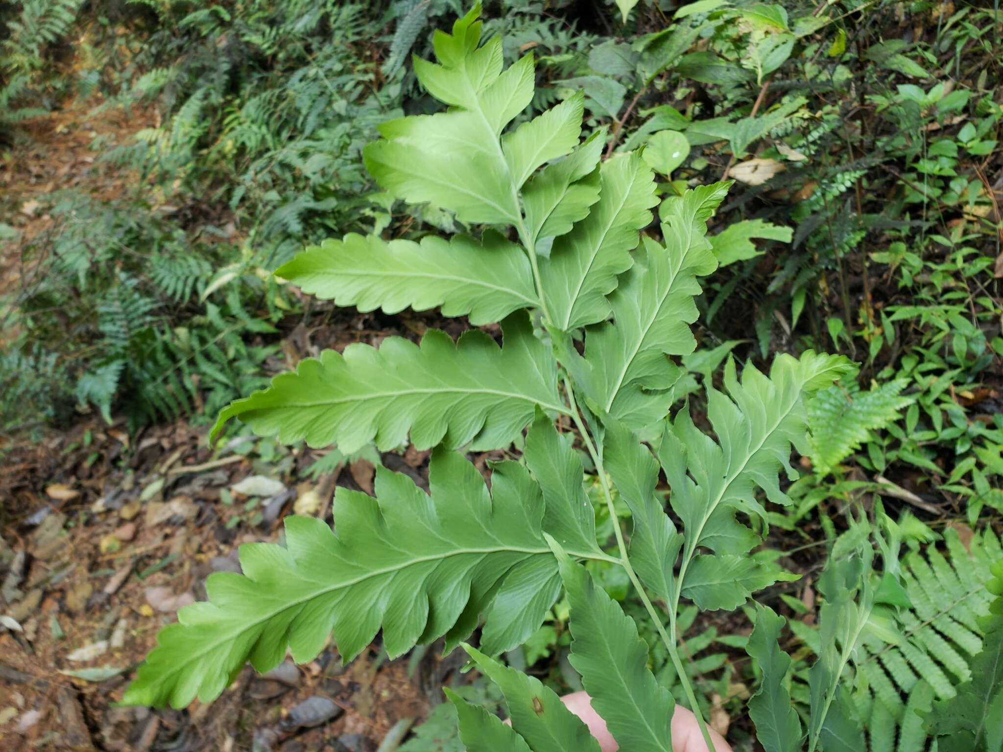 Plancia ëd Microlepia platyphylla (D. Don) J. Sm.