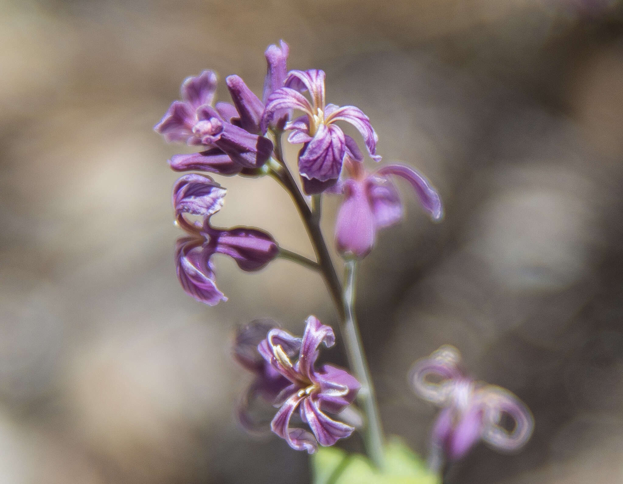 Plancia ëd Streptanthus fenestratus (Greene) J. T. Howell