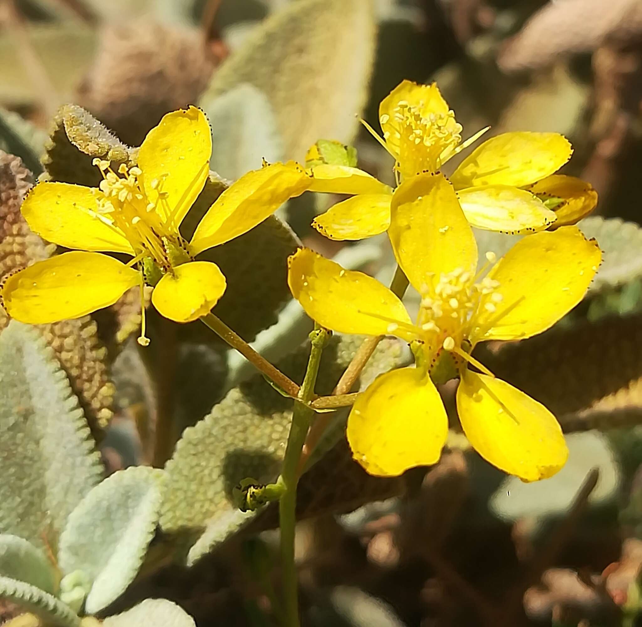 Sivun Hypericum libanoticum Robson kuva