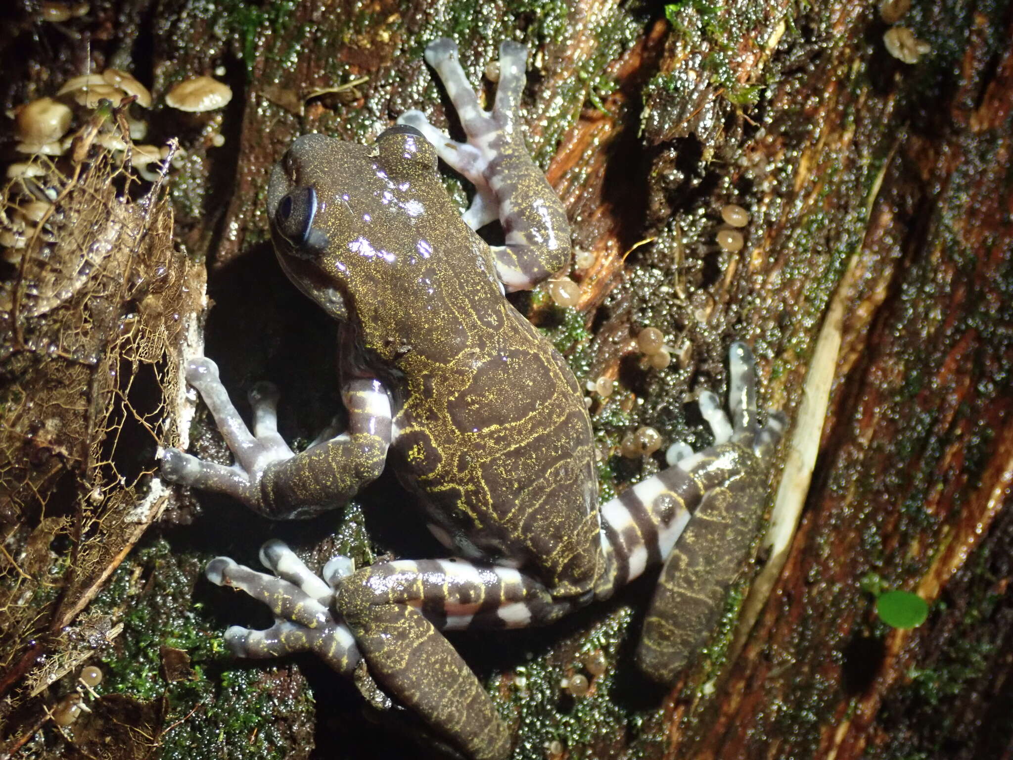 Image of Hyloscirtus criptico Coloma, Carvajal-Endara, Dueñas, Paredes-Recalde, Morales-Mite & Almeida-Reinoso et al. 2012