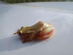 Image of Natal Spiny Reed Frog