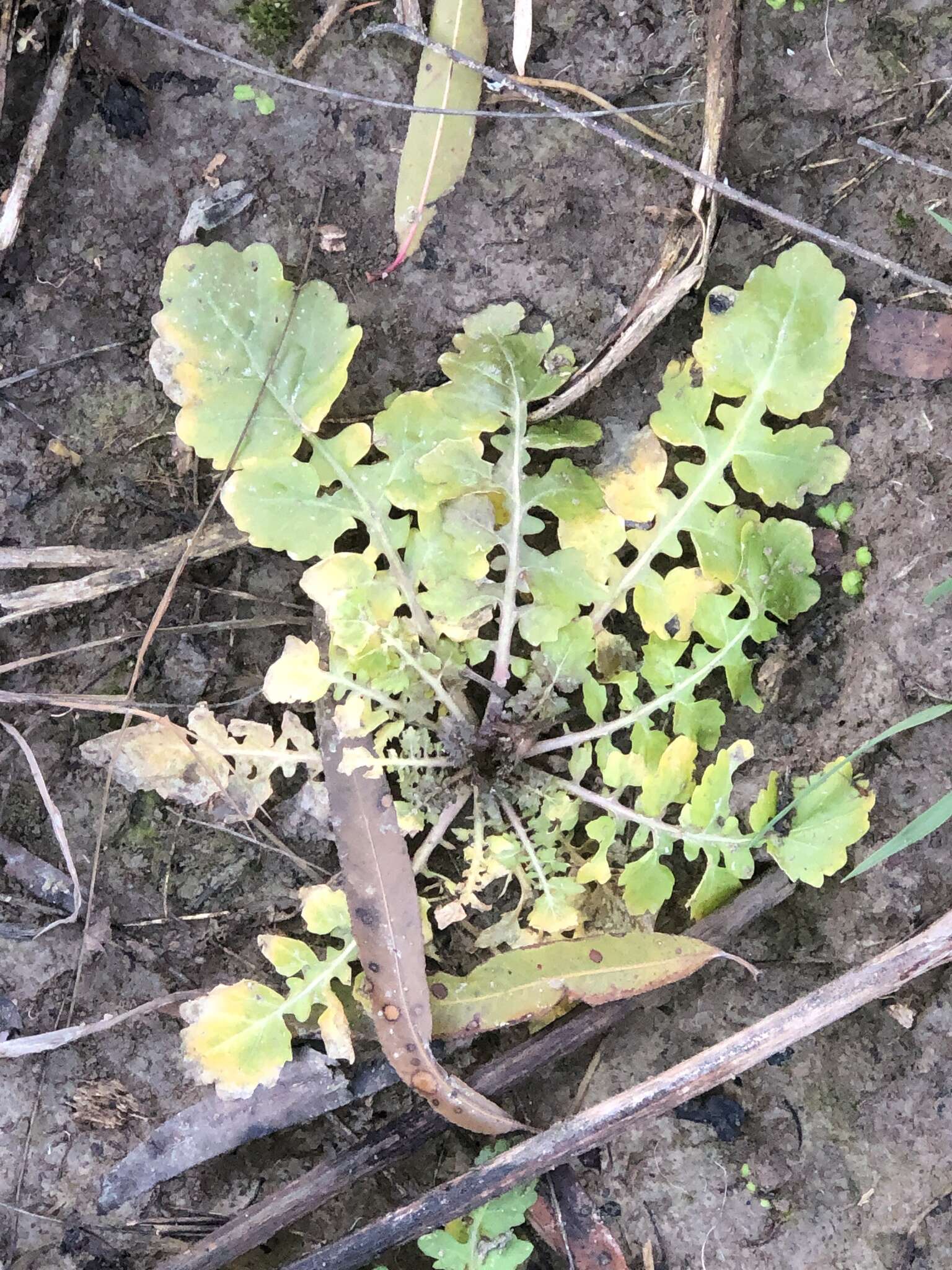 Image of Southern Marsh Yellowcress