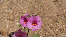 Image of Fremont's monkeyflower