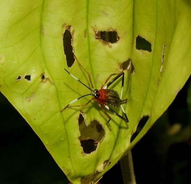 صورة Holhymenia rubescens (Amyot & Serville 1843)