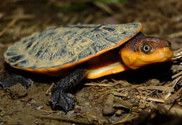 Image of Common Toadheaded Turtle