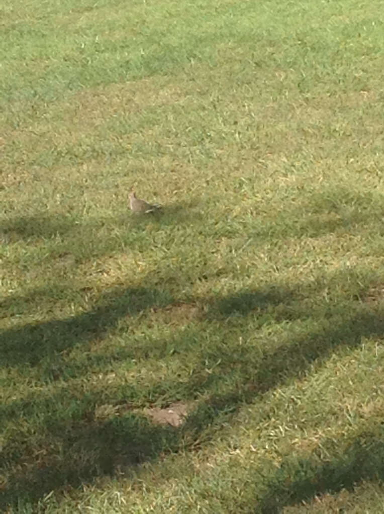 Image of American Mourning Dove