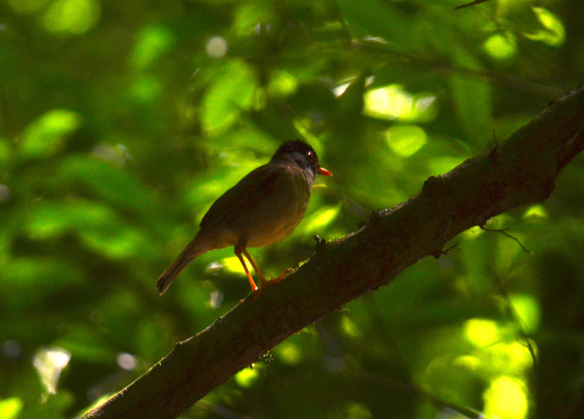 Image of Black-headed Nightingale-Thrush