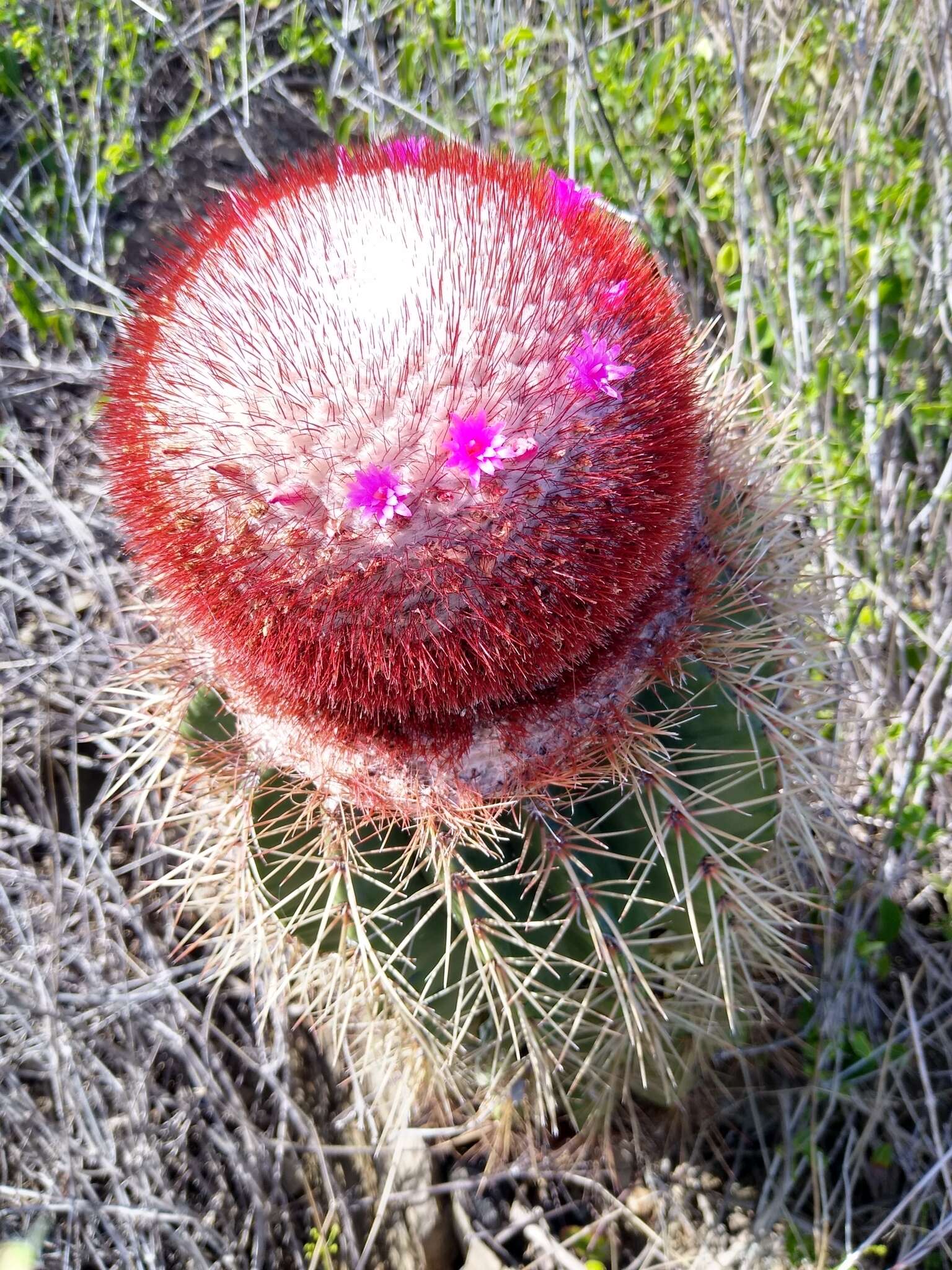 Image of Melocactus intortus subsp. intortus