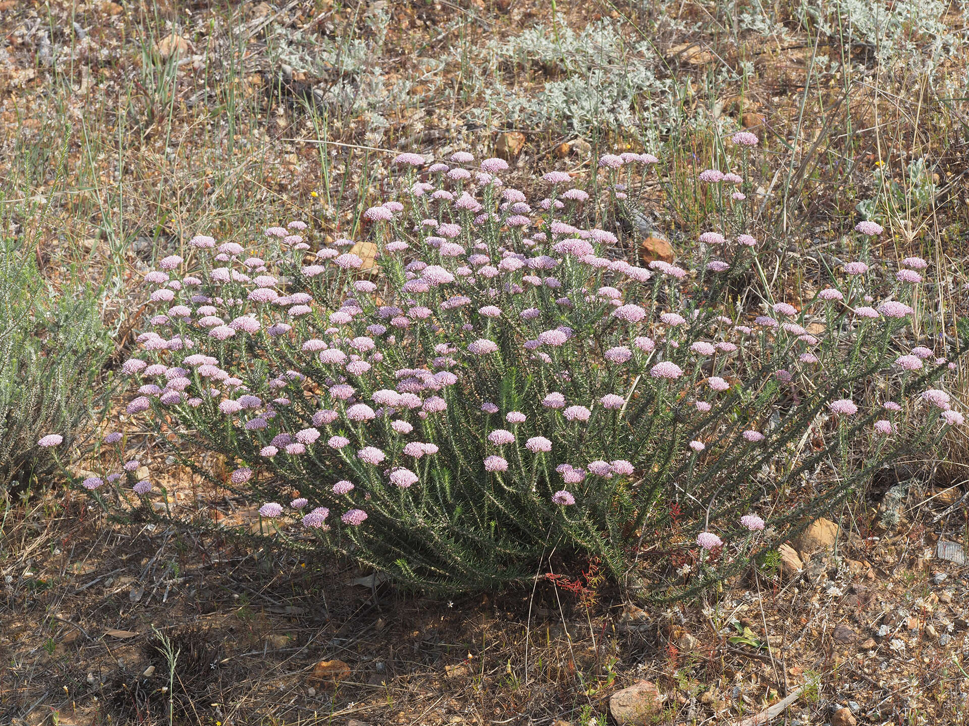 Image of Metalasia fastigiata (Thunb.) D. Don