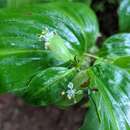 Imagem de Commelina suffruticosa Blume