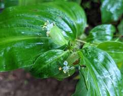 Image of Commelina suffruticosa Blume