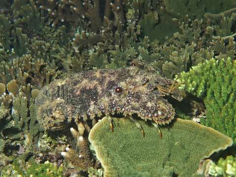 Image of mitten lobsters