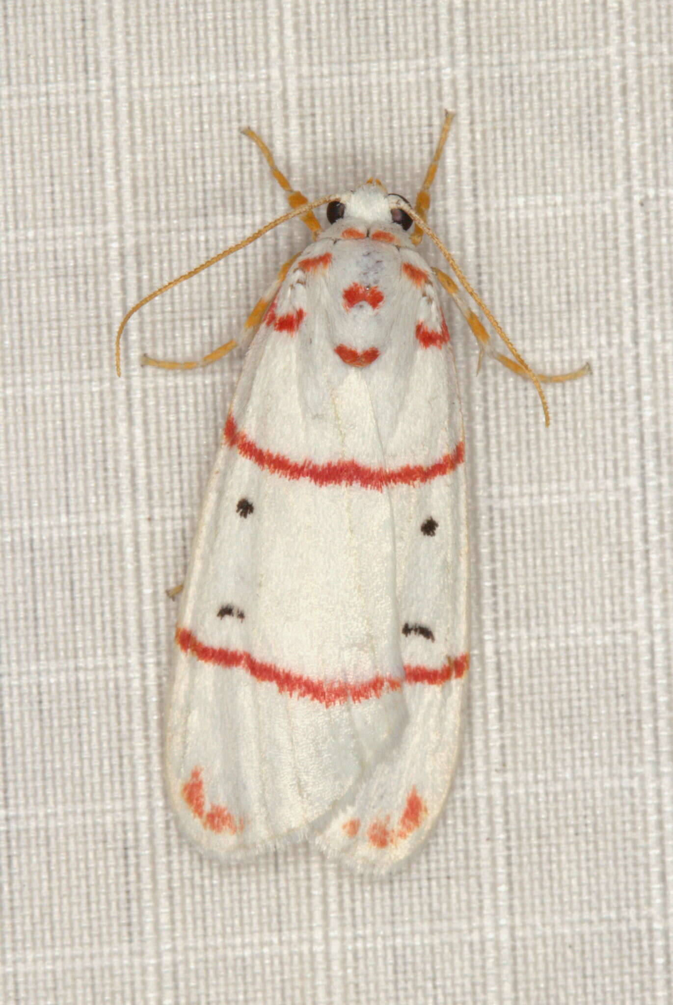 Image of Lithosiinae