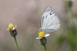 Image of Pieris canidia (Sparrman 1768)