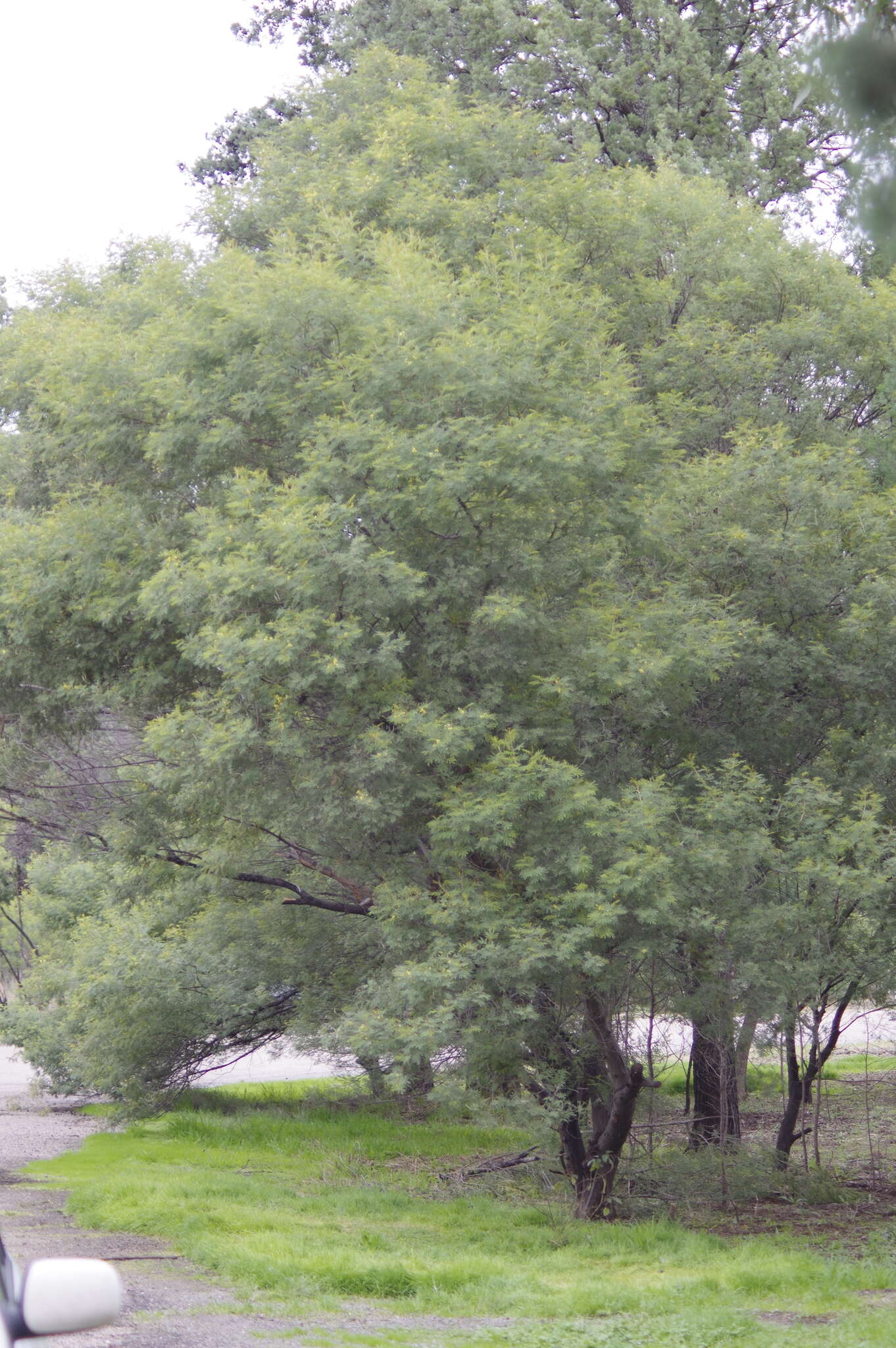 Sivun Acacia deanei (R. T. Baker) M. B. Welch, Coombs & McGlynn kuva