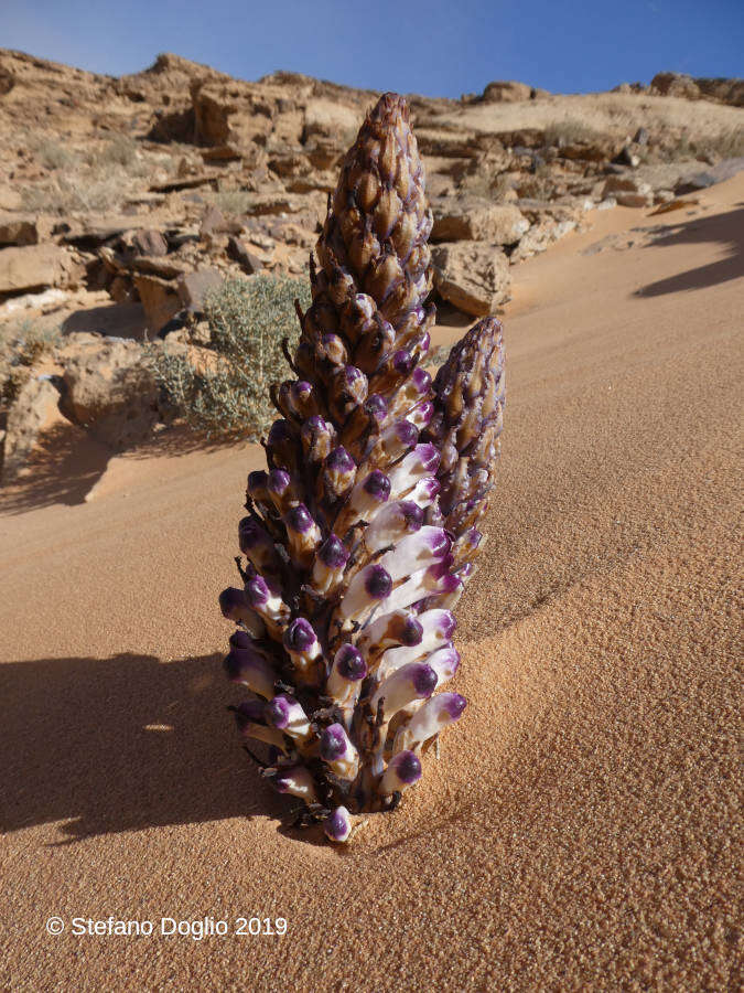 Image of Cistanche salsa (C. A. Mey.) G. Beck