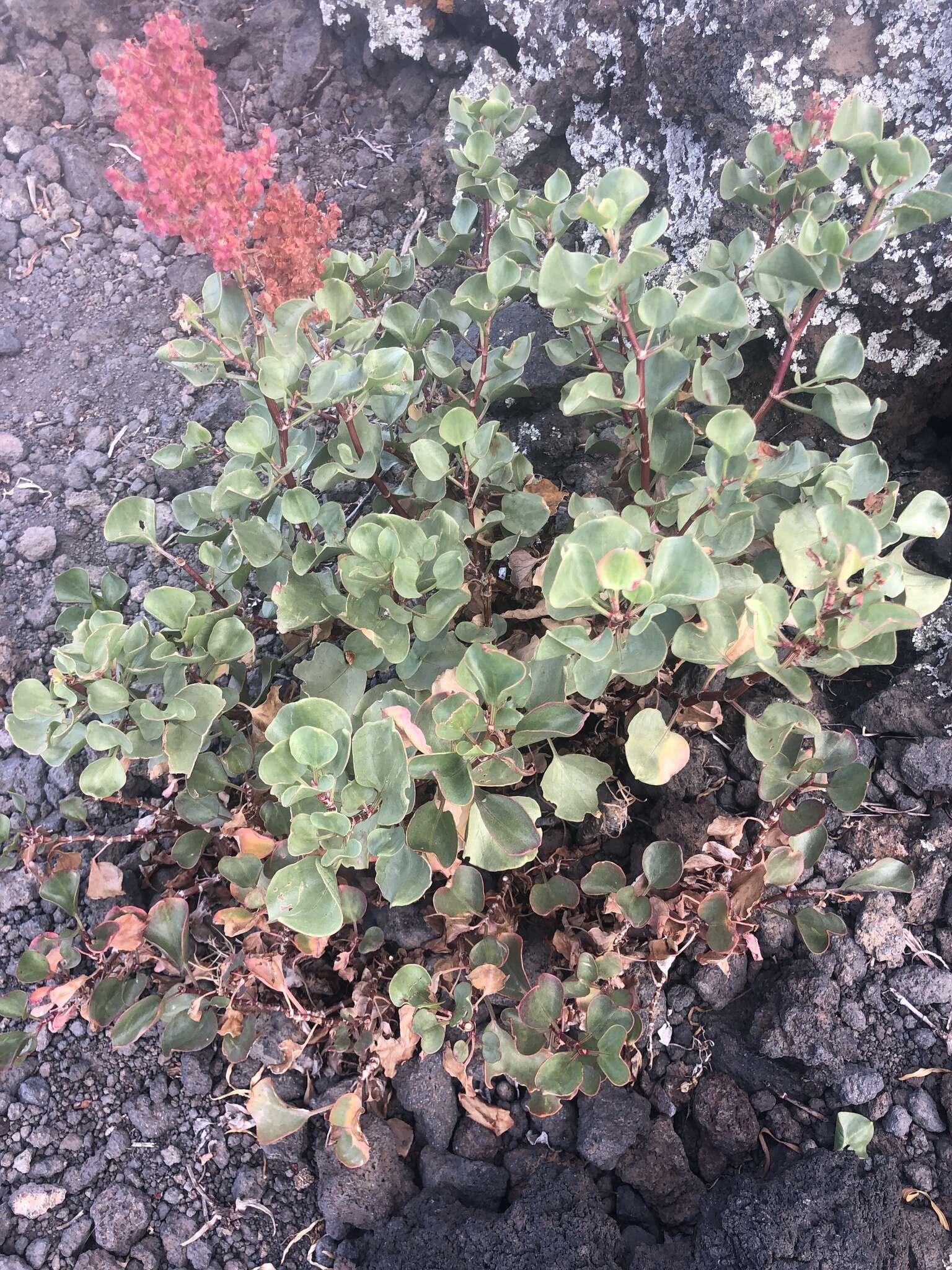 Imagem de Rumex lunaria L.