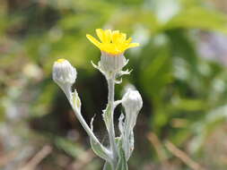 Image of Senecio eubaeus Boiss. & Heldr.