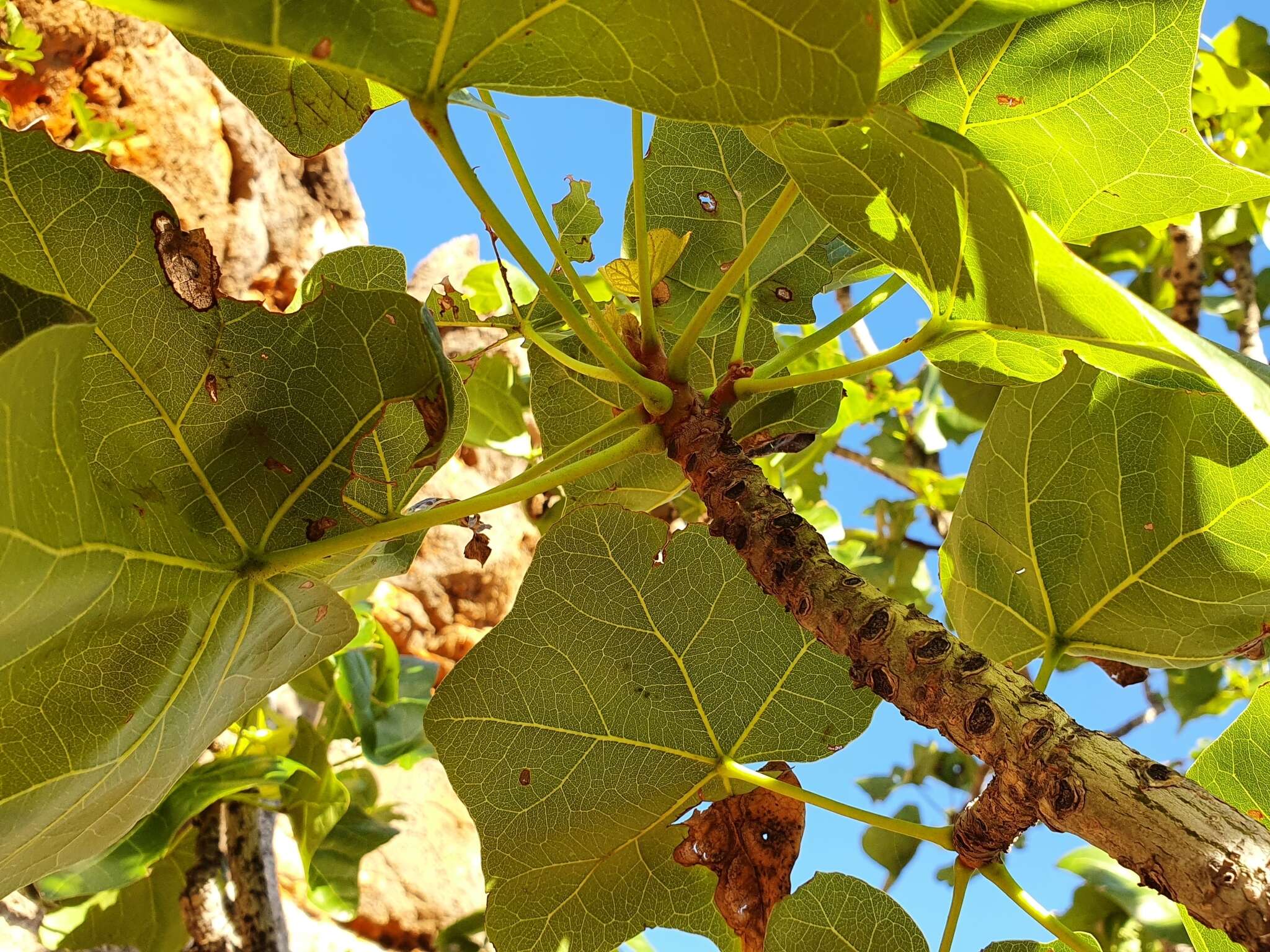 Imagem de Brachychiton obtusilobus G. P. Guymer