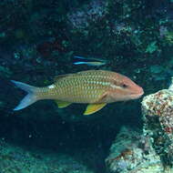 Image of Cardinal goatfish