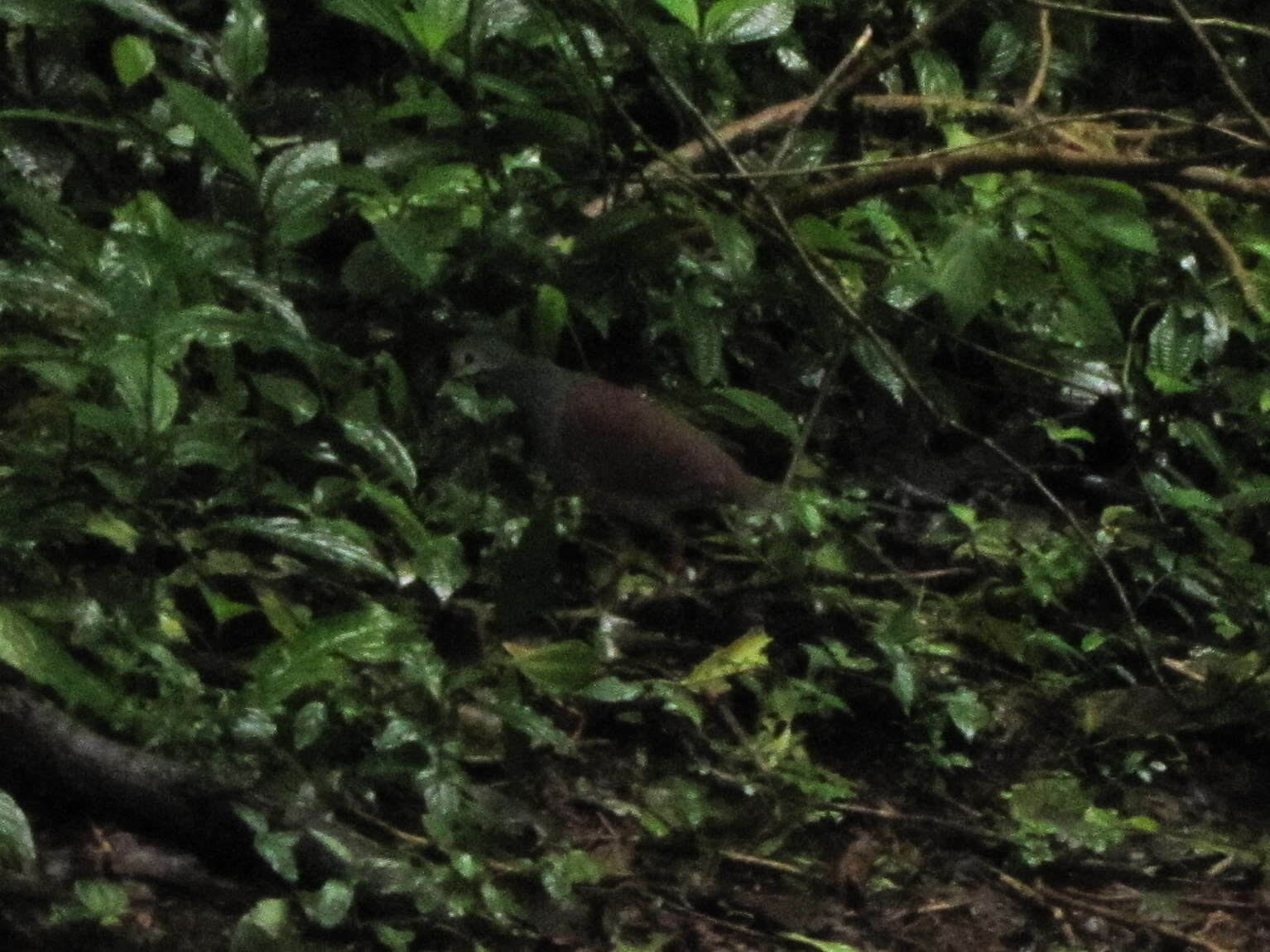 Image of Buff-fronted Quail-Dove