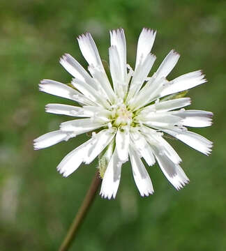 Image of Lactuca inermis Forsk.