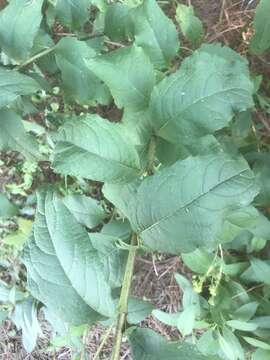 Image of starry rosinweed