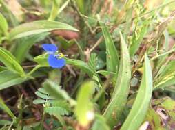 Image of Commelina attenuata J. Koenig ex Vahl