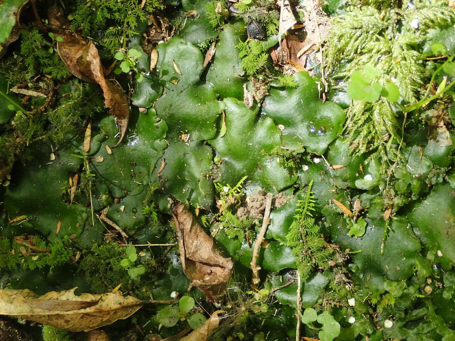 Image of Monoclea forsteri Hook.