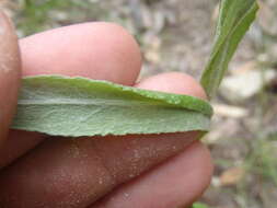 Image de Pseudognaphalium pringlei (A. Gray) A. A. Anderberg