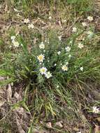 Imagem de Rhodanthe anthemoides (Spreng.) P. G. Wilson